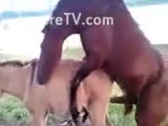 An amateur photographer caught a zoo fetish scenario when he saw two horses having sex.